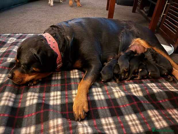 Rottweiler dogs - Advert 1