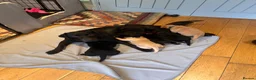 Labrador Retriever dogs for sale: 7 Labrador puppies available. 2 boys, 5 girls.  - Advert 2
