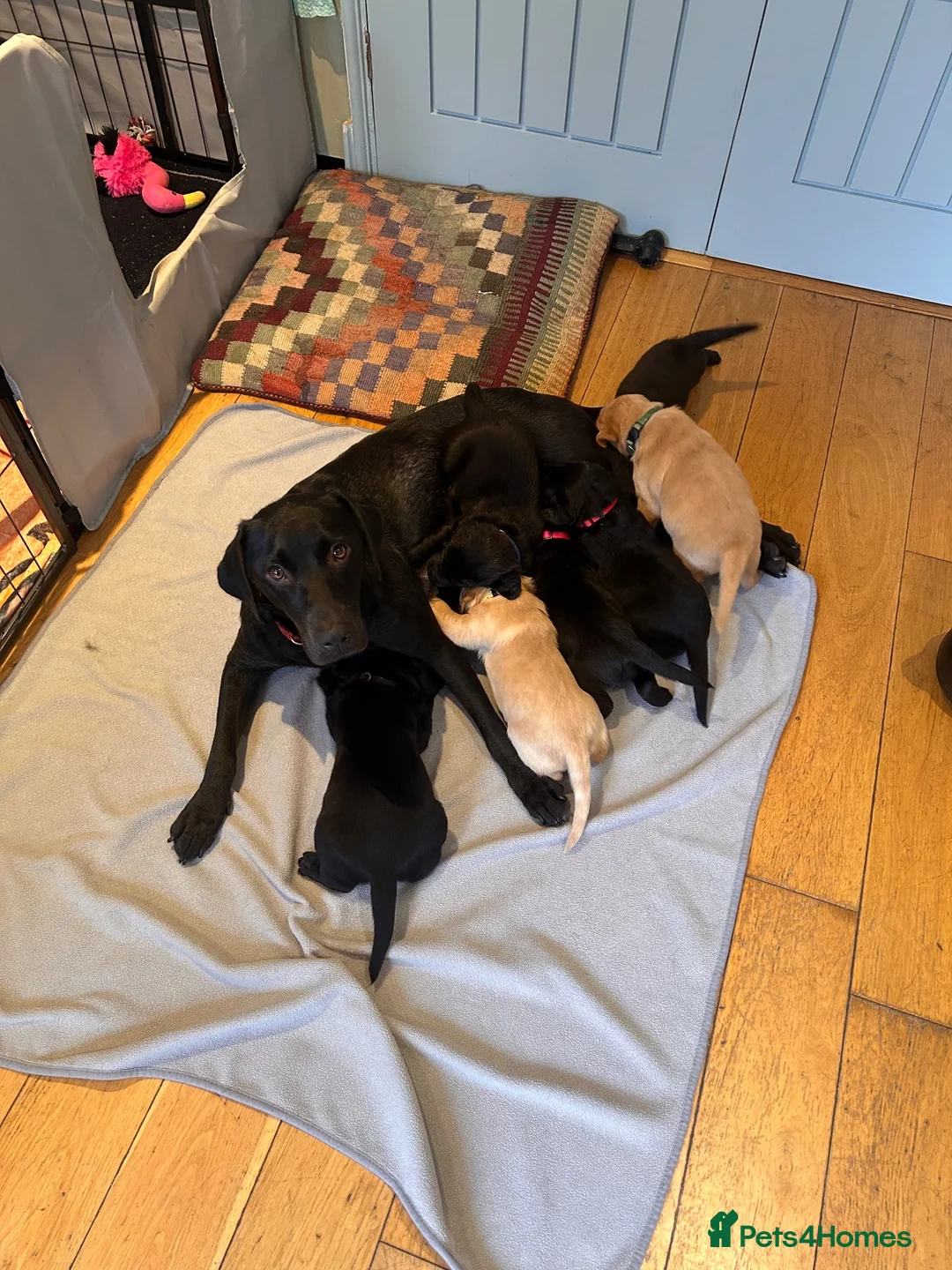 Labrador Retriever dogs for sale: 7 Labrador puppies available. 2 boys, 5 girls.  - Advert 2