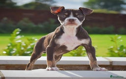 Old Tyme Bulldog dogs for sale: 5⭐️STAR RATED LICENSED🛑🛑READY TO LEAVE NOW, - Image 10