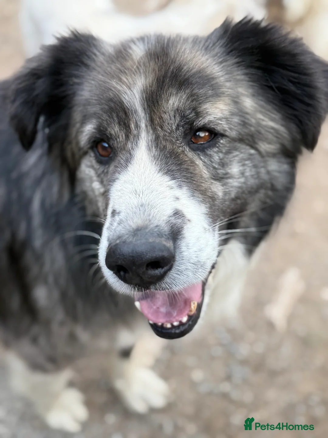 Mixed Breed dogs for adoption: 9 year old Iancu is looking for a home  - Advert 2