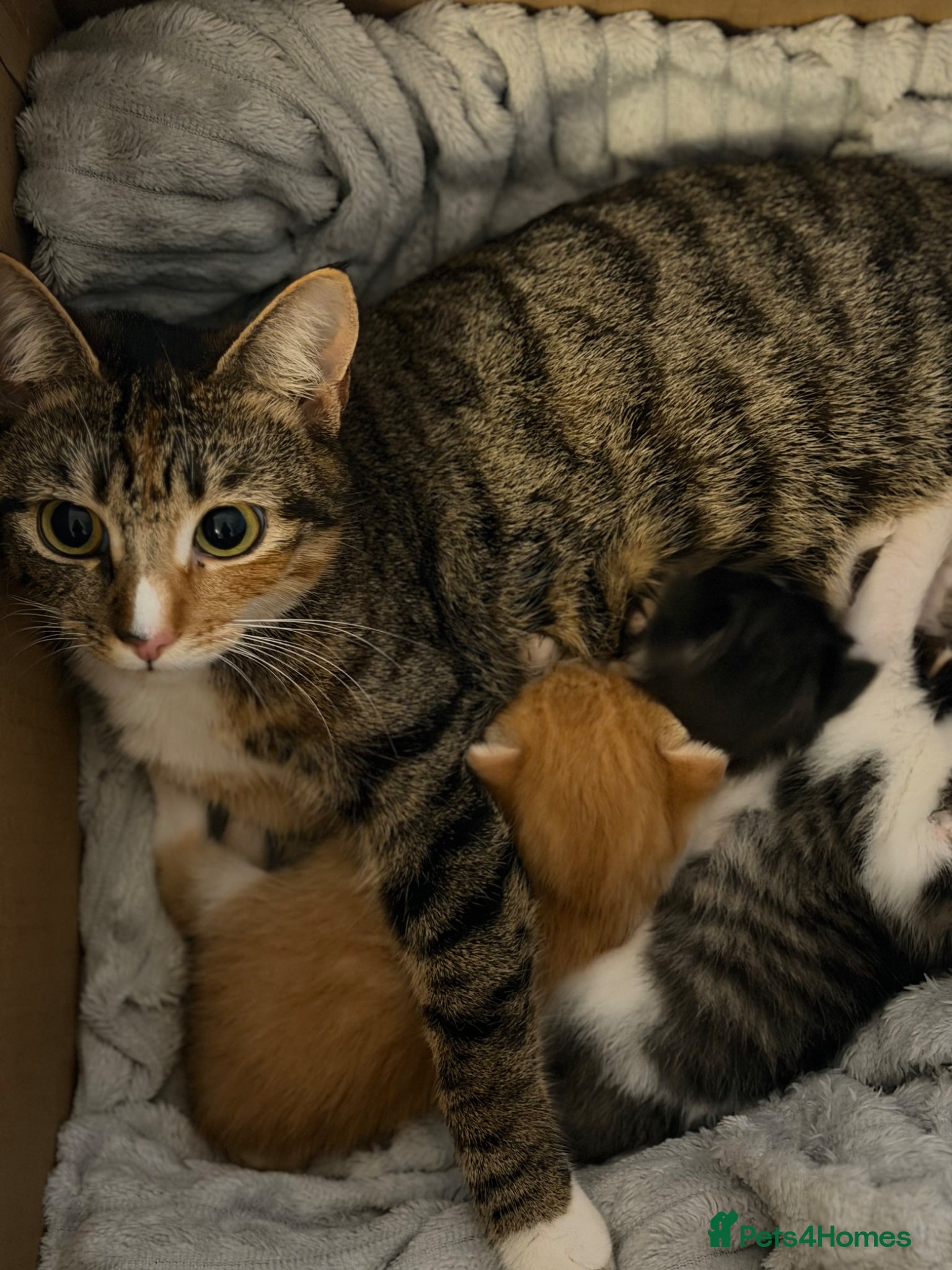 Mixed Breed cats Mix breed  - Advert 1