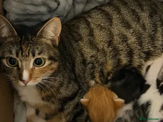 Mixed Breed cats Mix breed - Advert 1