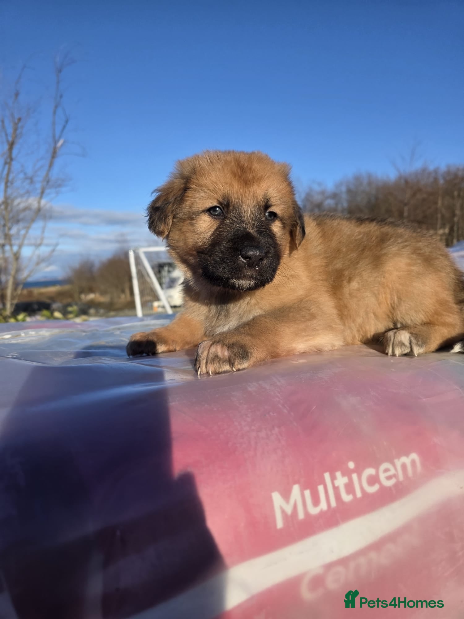 Mixed Breed dogs Highland Shepherd Puppies!!! - Advert 14