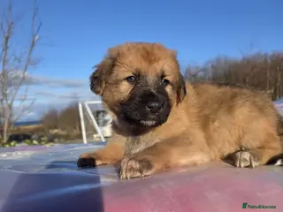 Mixed Breed dogs Highland Shepherd Puppies!!! - Advert 14