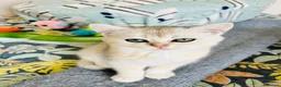 Scottish Fold cats for sale: BEAUTIFUL KITTENS LOOKING FOR THEIR FOREVER HOMES! - Advert 22