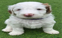 Australian Labradoodle dogs for sale: Australian Labradoodle Puppies  - Image 22