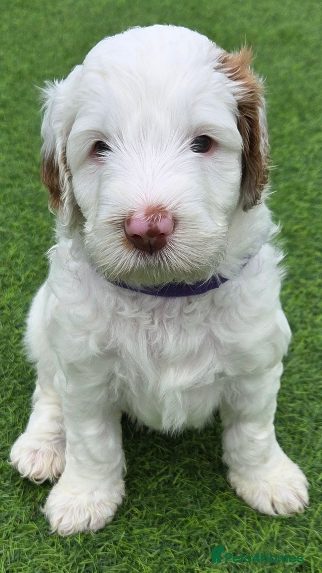 Australian Labradoodle dogs for sale: Australian Labradoodle Puppies  - Image 22