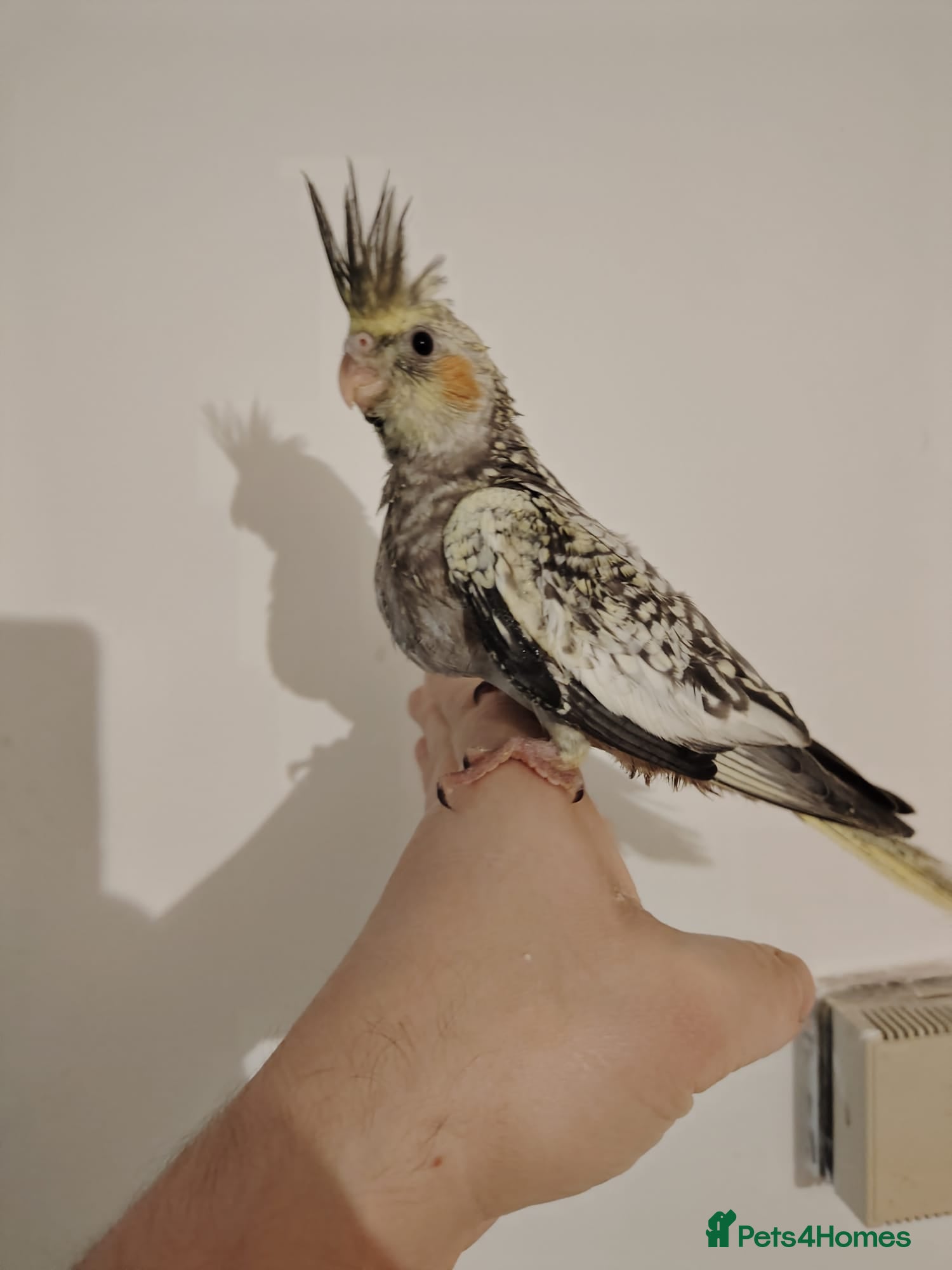 Cockatiels birds Baby cockatiels hand rear - Advert 9