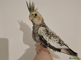 Cockatiels birds Baby cockatiels hand rear - Advert 9