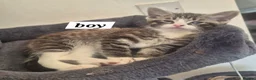 Snowshoe cats for sale: Beautiful snowshoe mixed Norwegian forest  - Advert 16