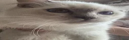 Ragdoll cats for sale: GCCF registered ragdoll kittens 🐱  - Advert 5