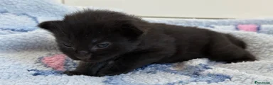 Mixed Breed 4