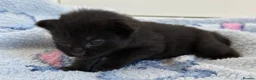 Mixed Breed cats for sale: 7 Long Haired Black Kittens - Advert 12