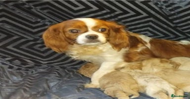 Cavapoo dogs Adorable cavapoo puppies - Advert 8