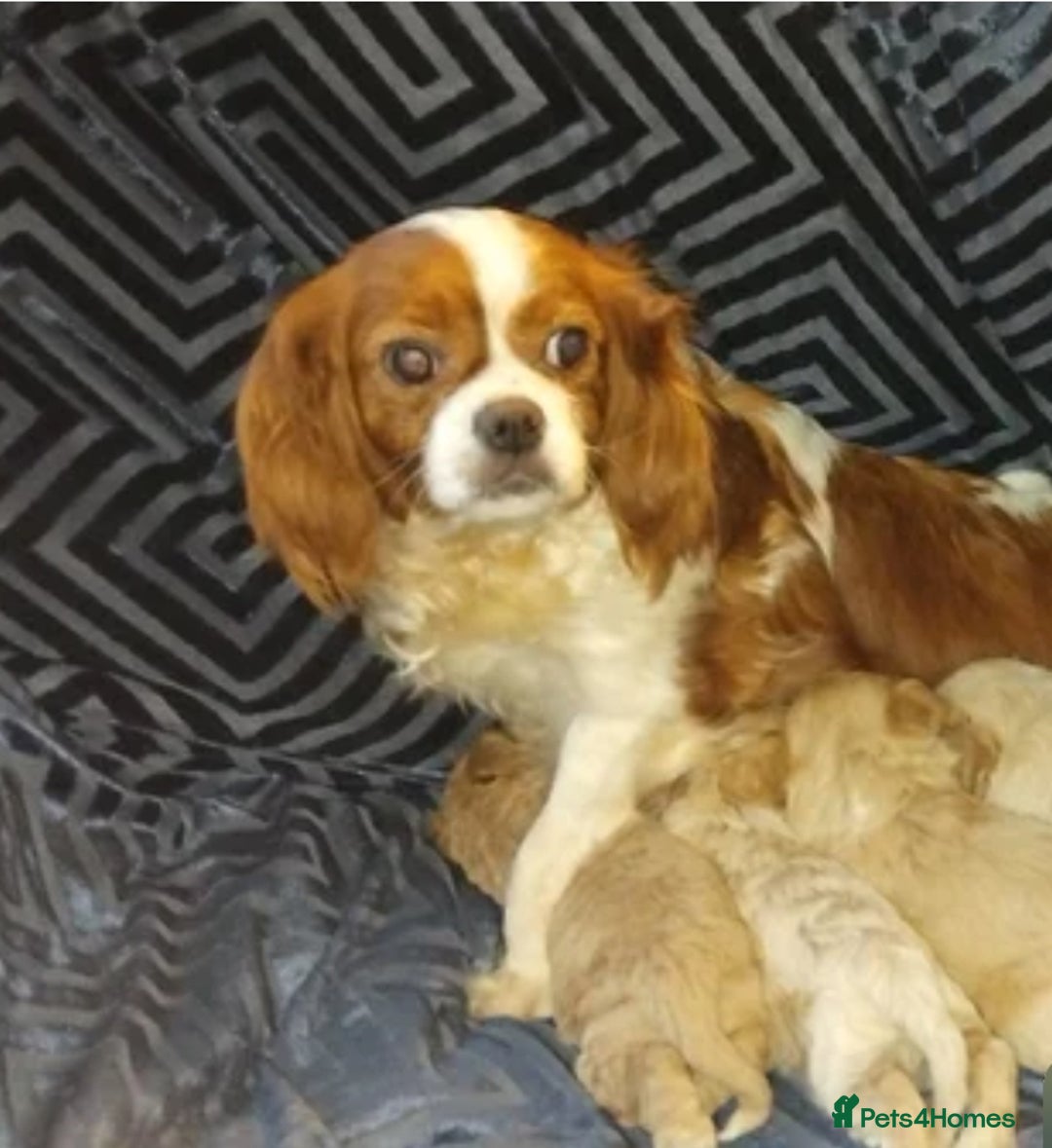 Cavapoo dogs for sale: Adorable cavapoo puppies - Image 2