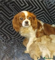 Cavapoo dogs Adorable cavapoo puppies - Advert 14