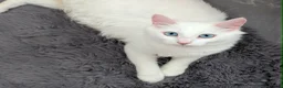 Turkish Angora cats for sale: Fluffy Turkish Angora Boy - Advert 9