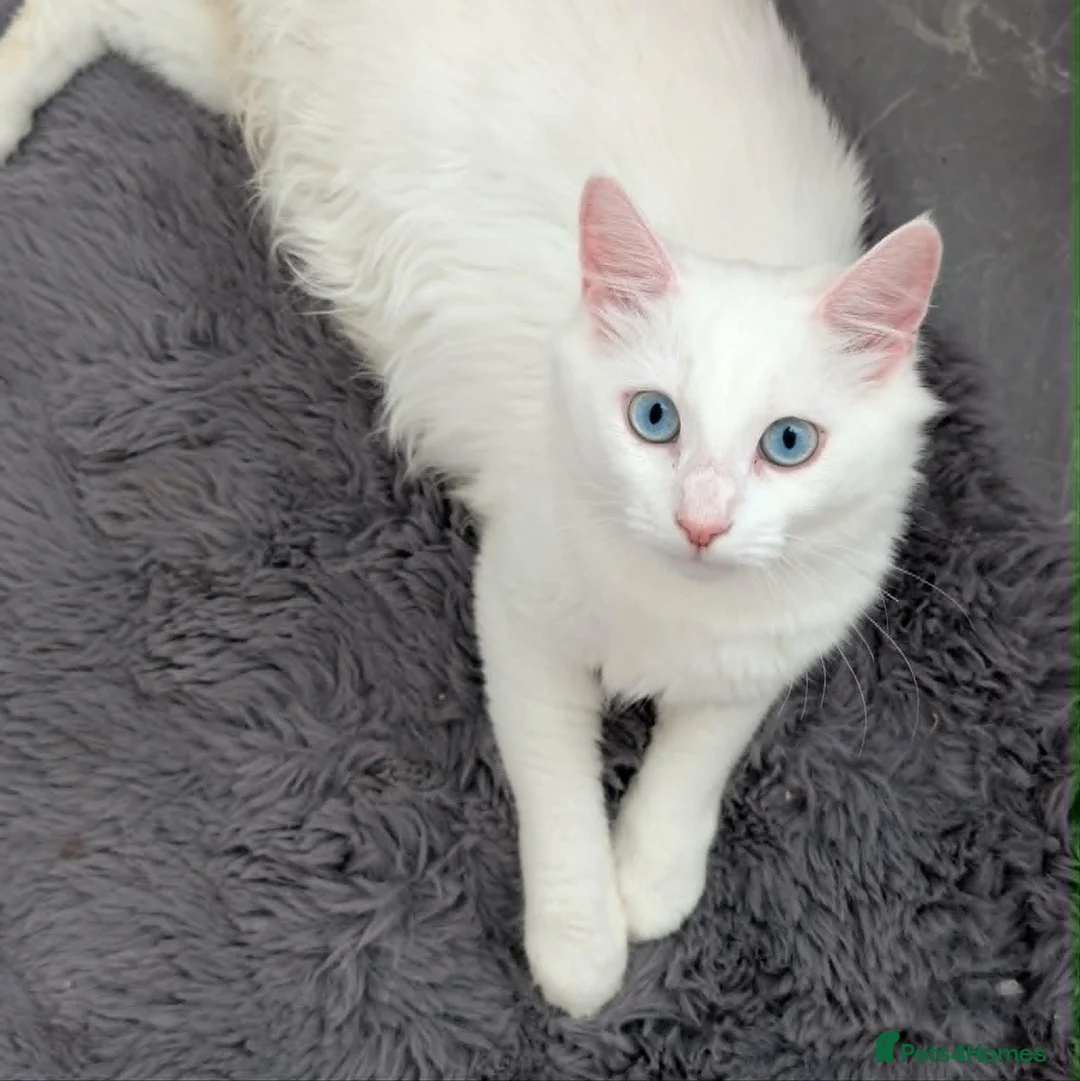 Turkish Angora cats for sale: Fluffy Turkish Angora Boy - Advert 9