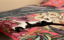 Mixed Breed cats for sale: Male kitten - Advert 4