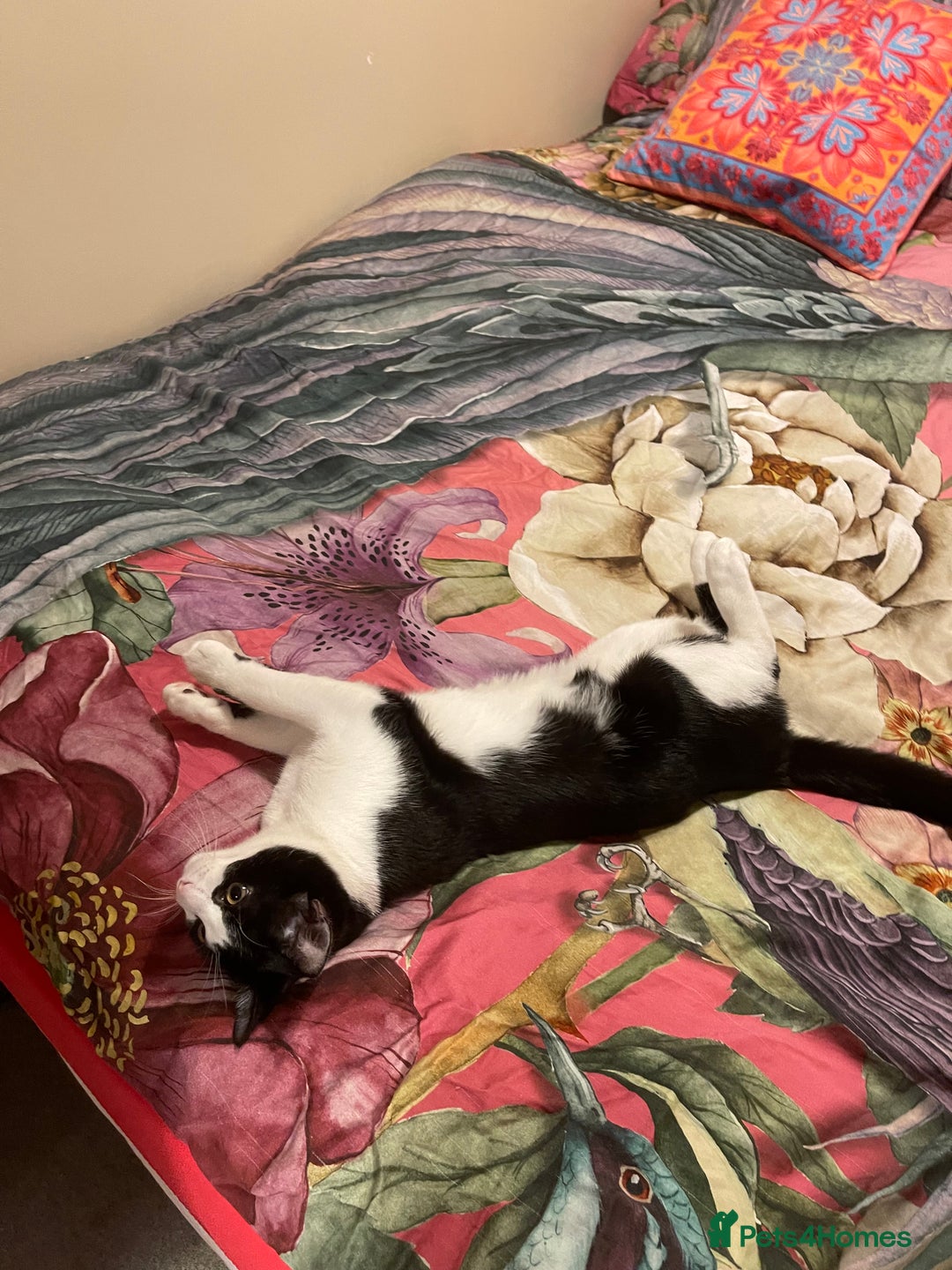 Mixed Breed cats for sale: Male kitten - Advert 4