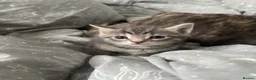 Mixed Breed cats for sale: Kittens for sale - Advert 10