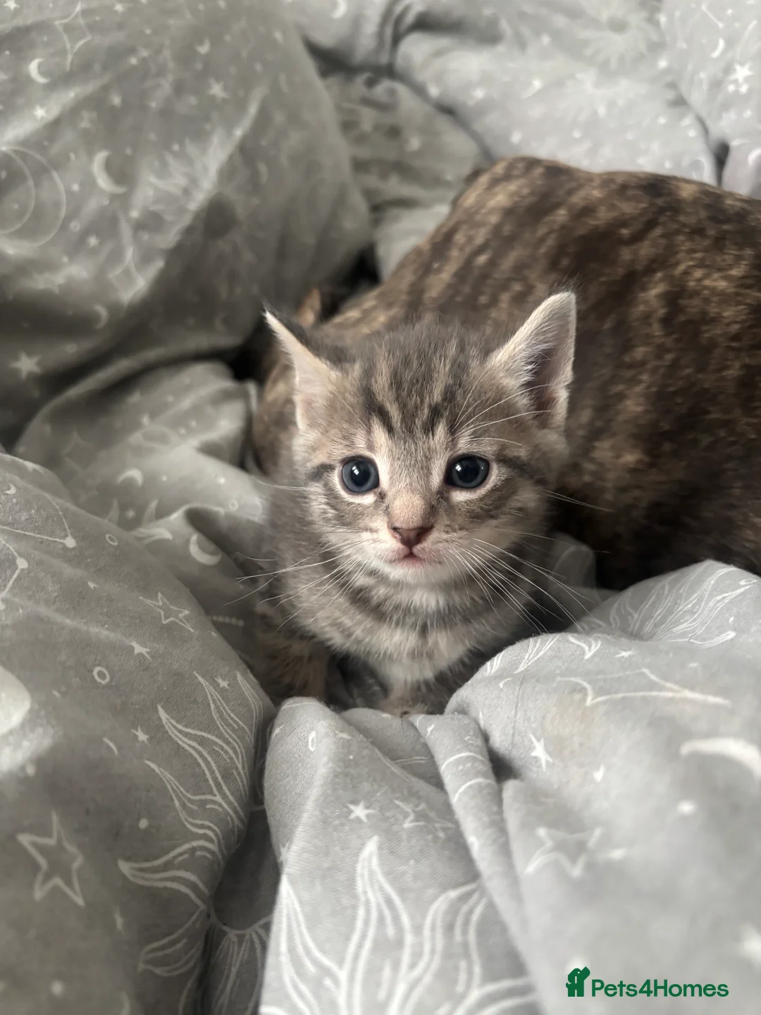 Mixed Breed cats for sale: Kittens for sale - Advert 10