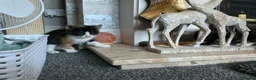 Mixed Breed cats for sale: Kittens  - Advert 5
