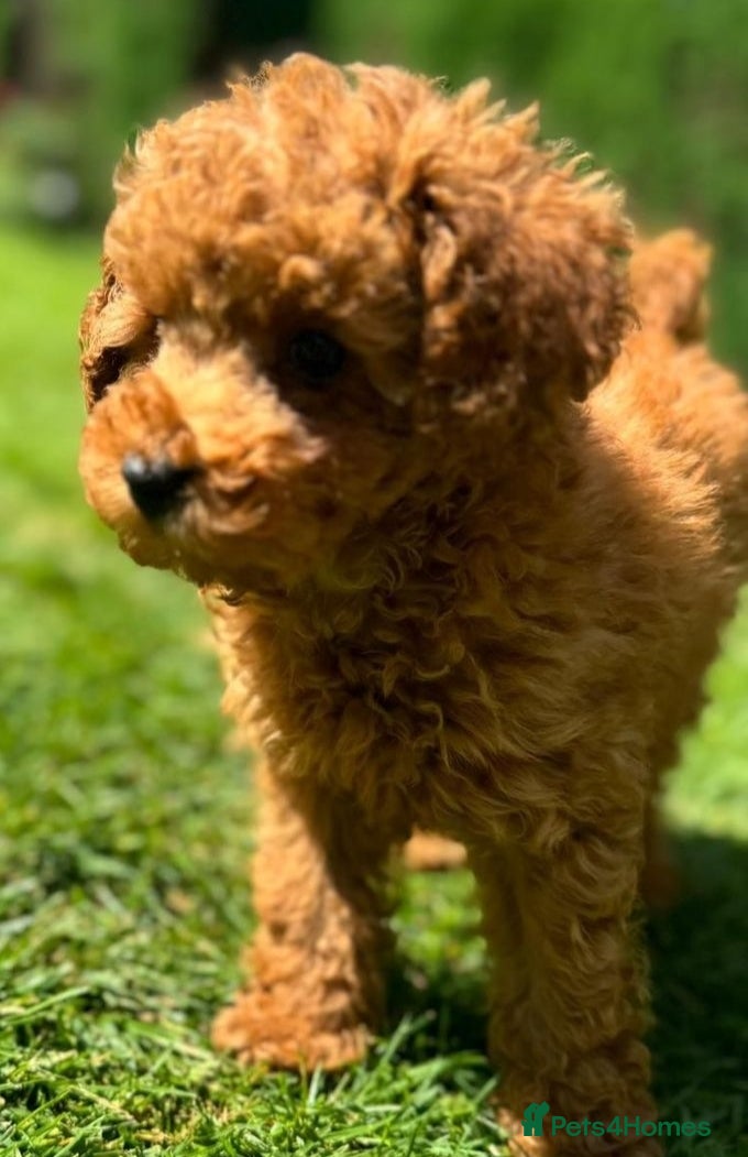 Toy Poodle dogs HIGH QUALITY KC REGISTERED RED TOY POODLES  - Advert 1