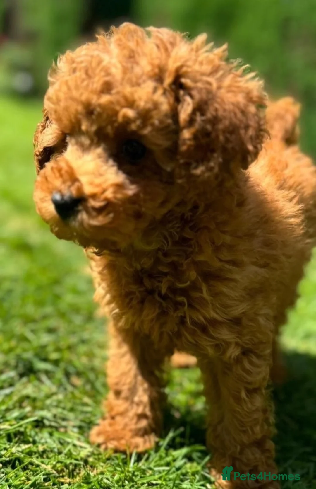 Toy Poodle dogs for sale:  READY TO LEAVE High quality kc regstrd toy poodle - Advert 1
