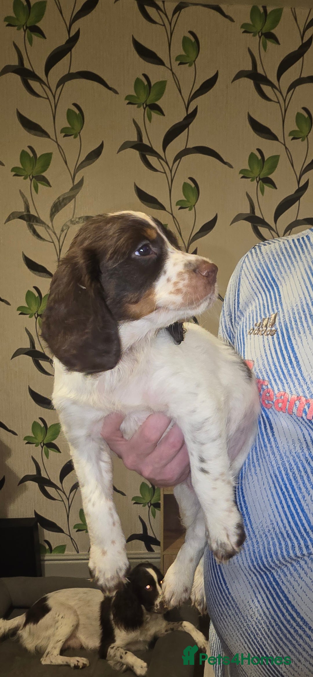 Sprocker dogs for sale: Home-Reared Sprocker Puppies  - Advert 27