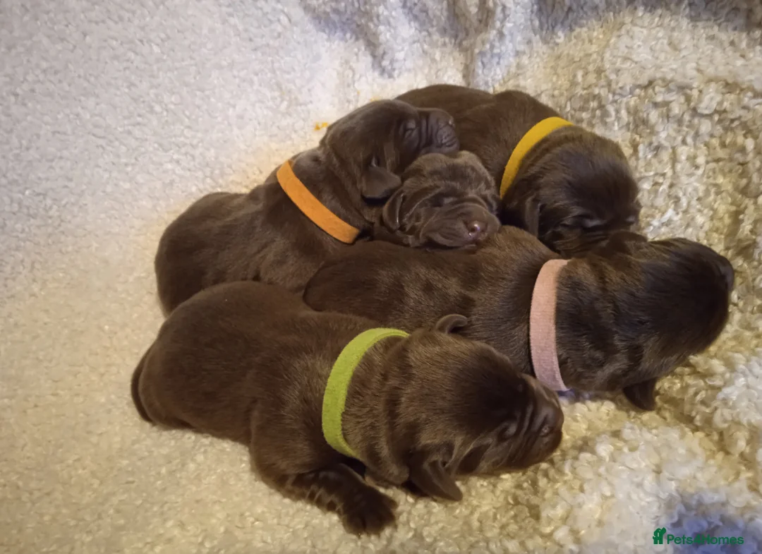 Labrador Retriever dogs for sale: KC CHOCOLATE LABRADORS PUPPIES, H TESTED PARENTS  - Advert 21