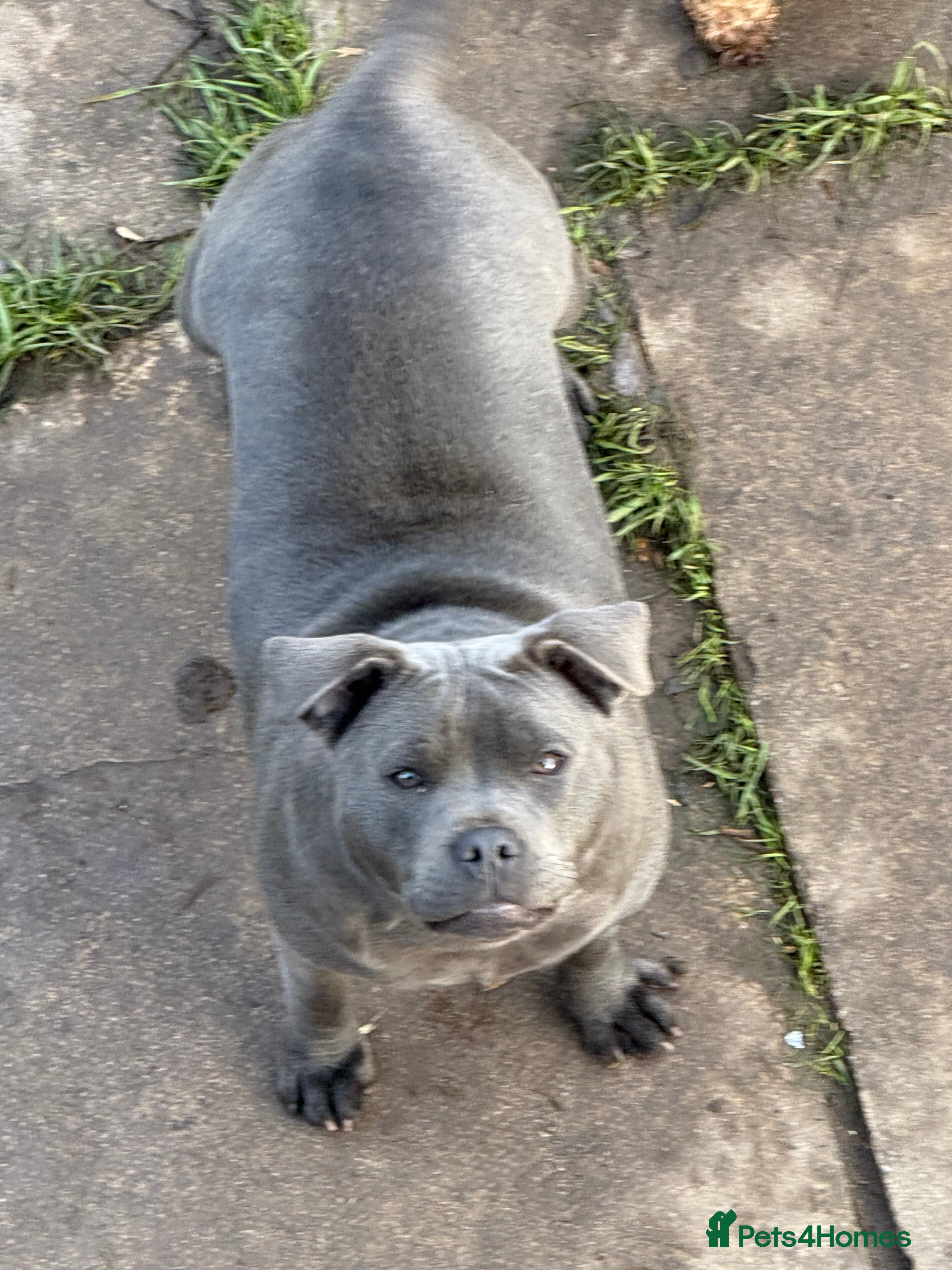 Staffordshire Bull Terrier dogs Blue staffy  - Advert 16