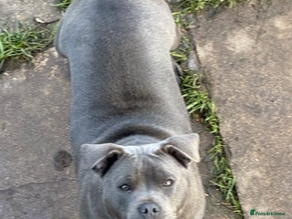 Staffordshire Bull Terrier dogs Blue staffy - Advert 5