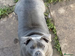 Staffordshire Bull Terrier dogs Blue staffy - Advert 3