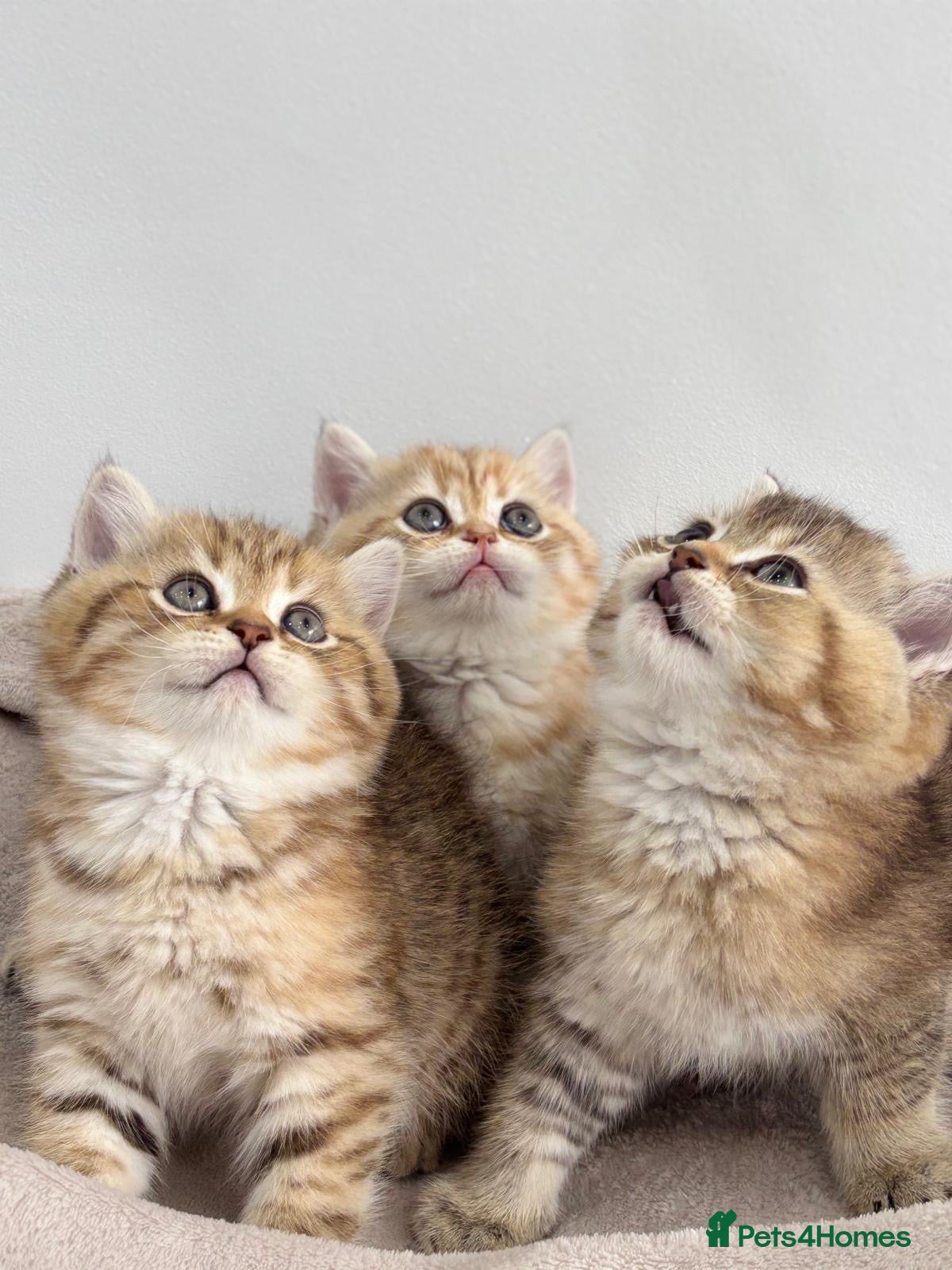 British Shorthair cats Golden British shorthaired kittens - Advert 3