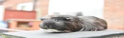 Lionhead rabbits for sale: Guinea Pigs Looking For New Homes - Advert 8