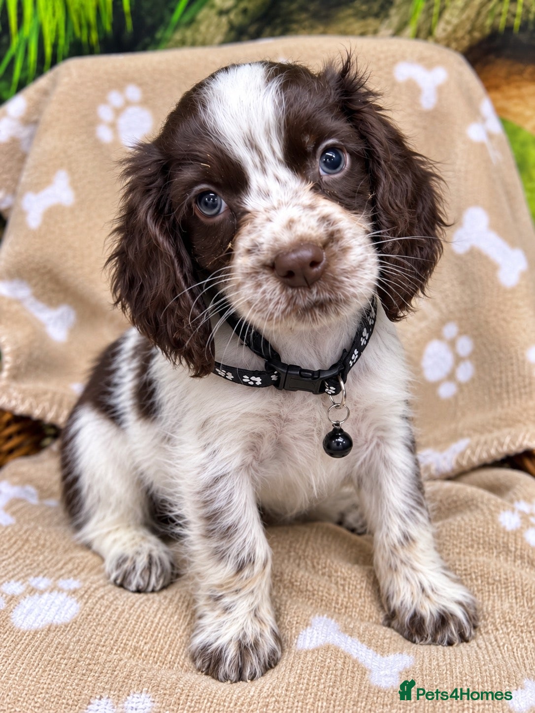 Cocker Spaniel dogs Choc Roan Cocker Spaniel Puppies- Dad DNA CLEAR - Advert 2