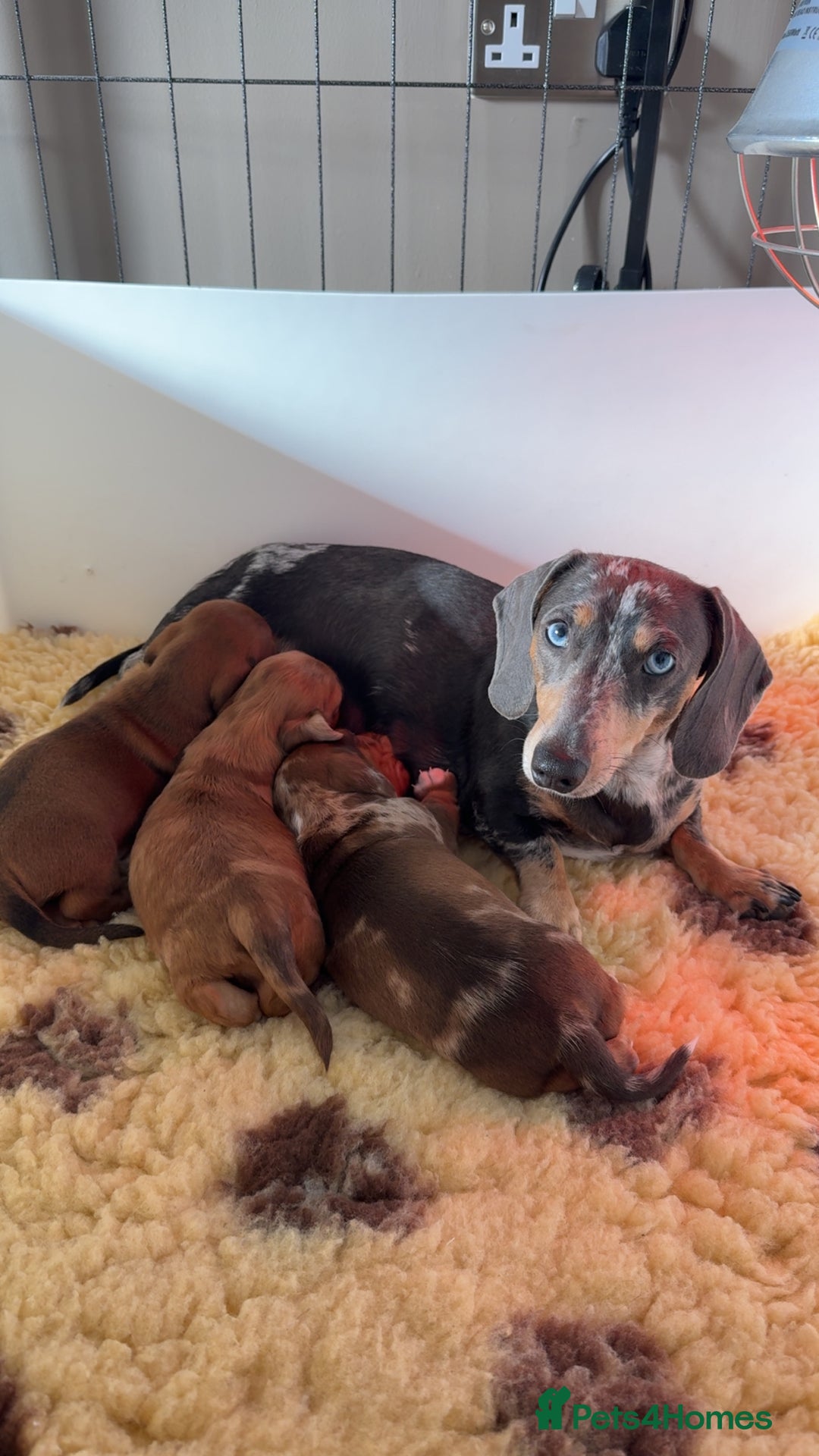 Miniature Dachshund dogs for sale: Miniature dachshund - Image 13