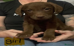 Mixed Breed dogs for sale: Chessadore Puppy’s  - Advert 11