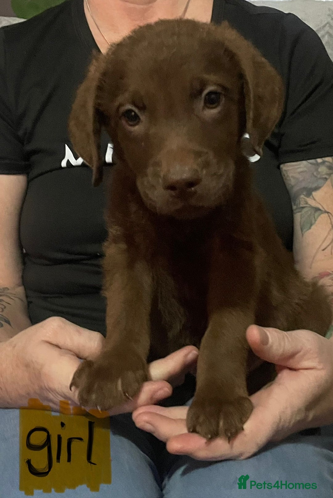 Mixed Breed dogs for sale: Chessadore Puppy’s  - Advert 11