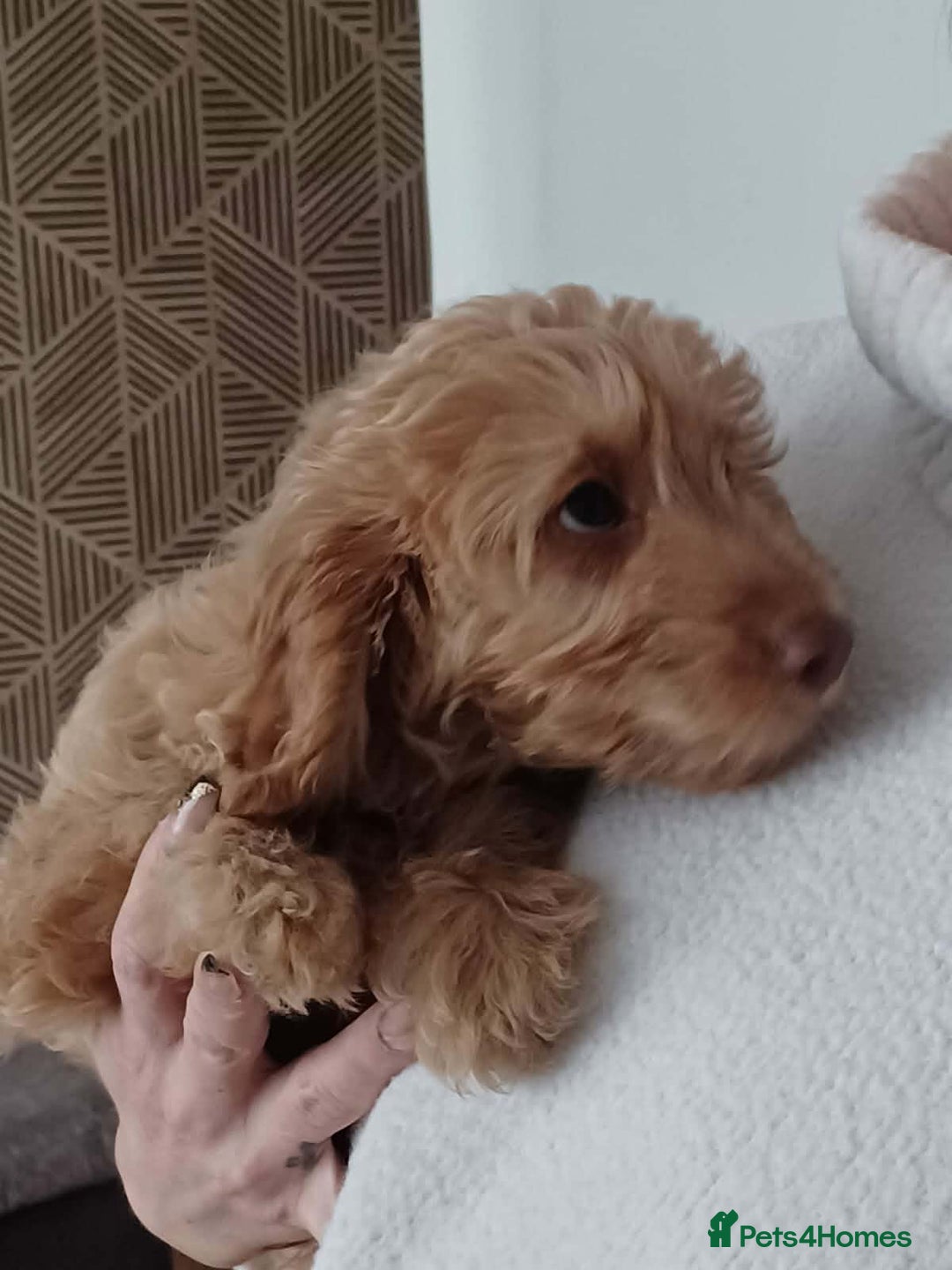 Cavapoo dogs for sale: One male Cavapoo - Advert 2