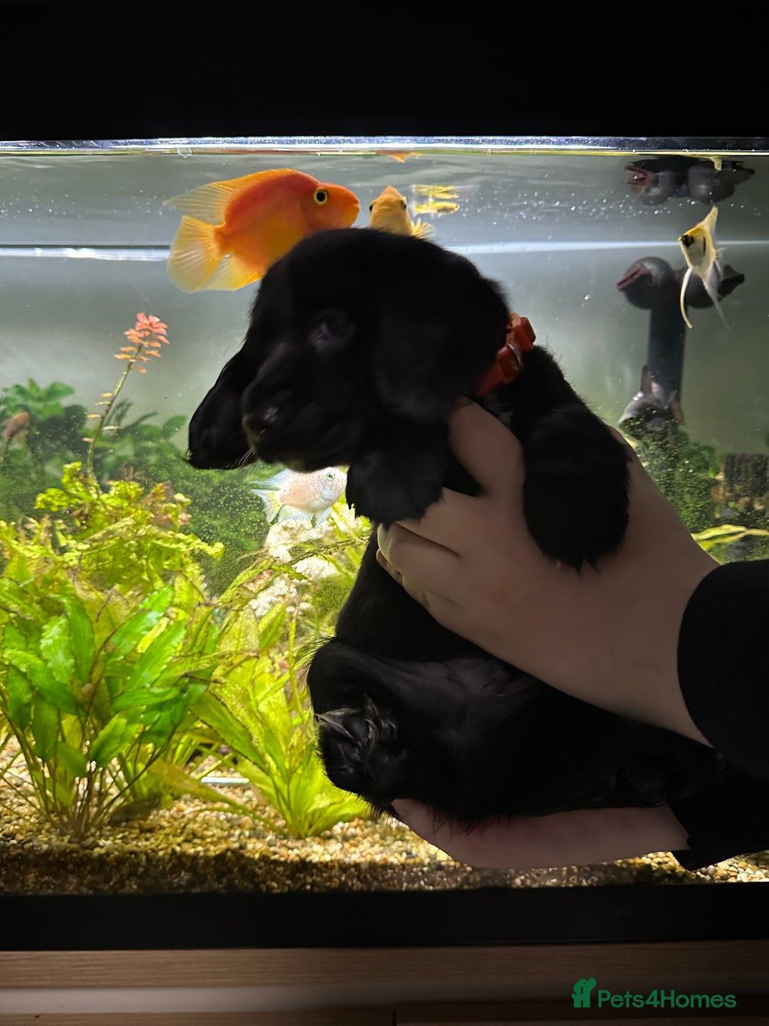 Cockapoo dogs for sale: Stunning F1B Show Cockapoo LAST TO RESERVE - Image 2