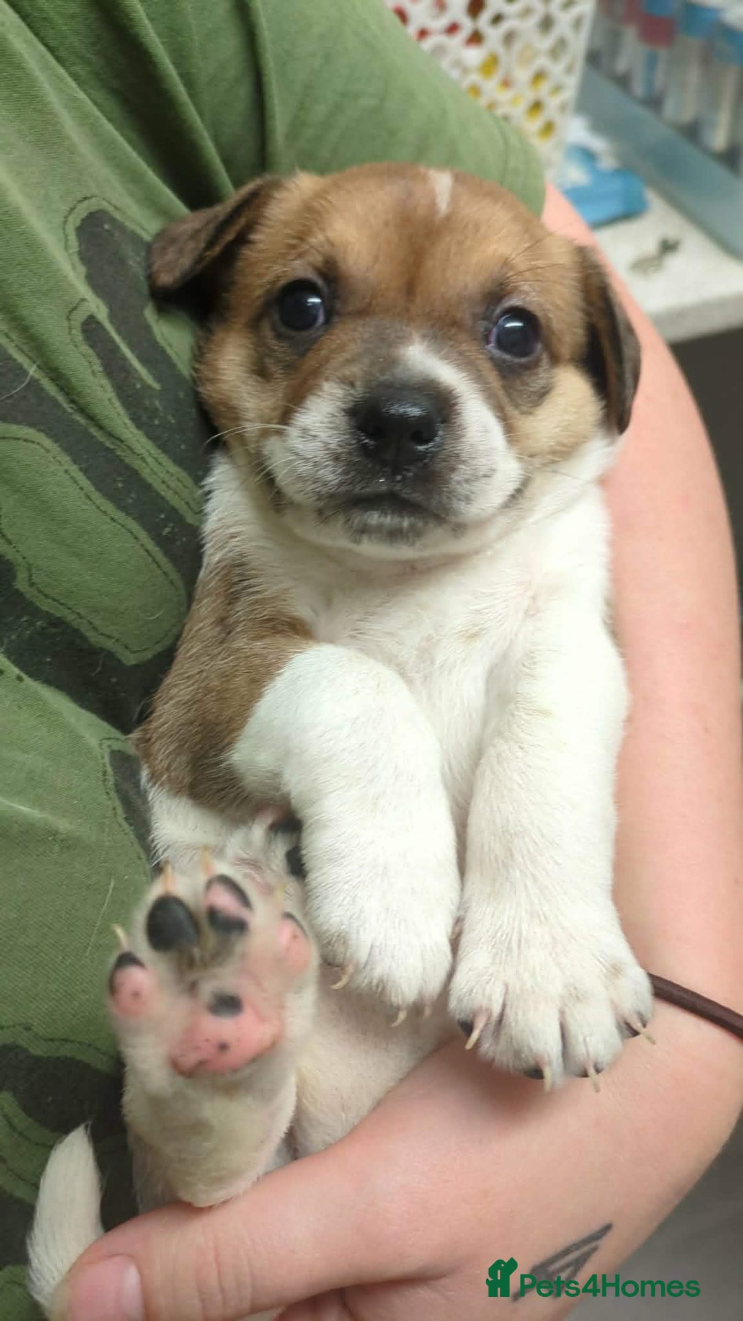 Mixed Breed dogs for sale: German shepherd and jug mixed puppies - Advert 9