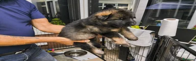 German Shepherd 7 dark green collar 