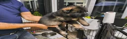 German Shepherd dogs for sale:  Pedigree German Shepherd pups straight backed - Advert 20