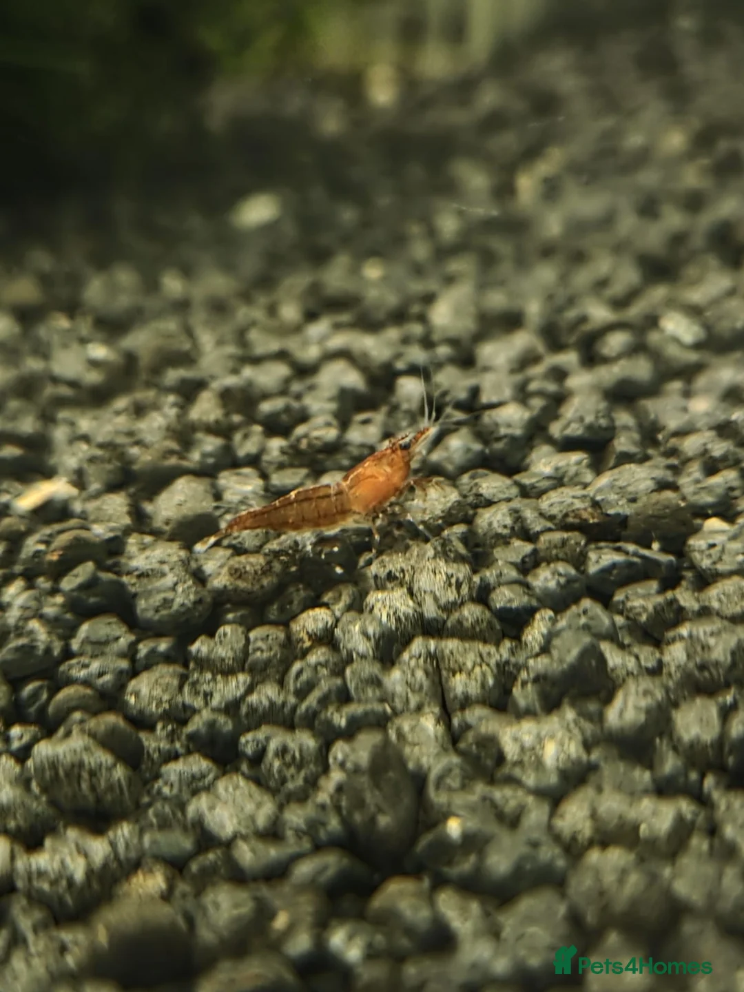 Shrimps fish for sale: Neocardina shrimp for sale - Advert 1
