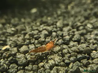 Shrimps fish Neocardina shrimp for sale - Advert 1