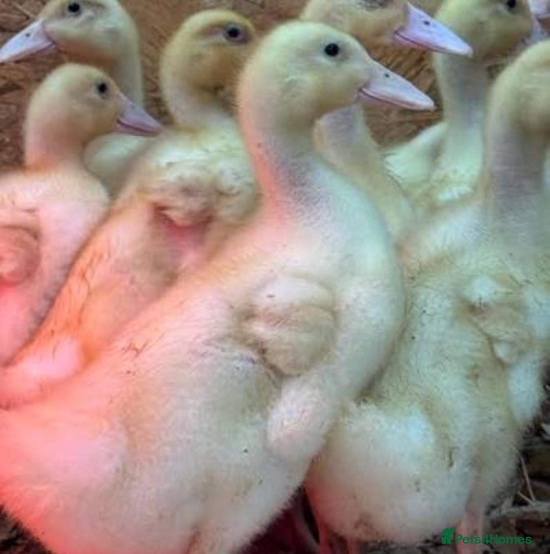 Ducks poultry for sale: Cherry Valley Ducklings - Advert 12