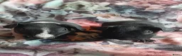 Guinea Pig rodents for sale: Skinny pigs and guinea pig babies - Advert 1